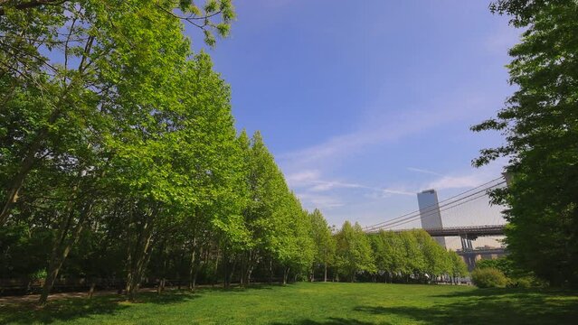 NEW YORK, NEW YORK - USA MAY 12: Row of growing fresh green trees surround the lawn during springtime at Brooklyn Bridge Park in New York City on May 12, 2023.