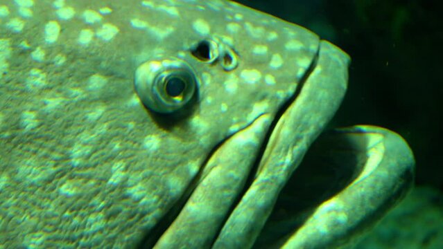 Giant or Queensland grouper fish in deep sea 4k footage 