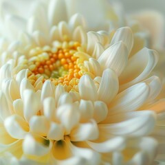 Close-up of a Vibrant White Daisy
