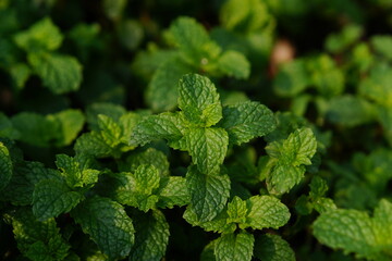 peppermint in herbal garden of farm for using as a ingredient cooking. selective focus.
