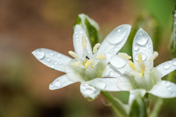 雨に濡れたオオアマナの花