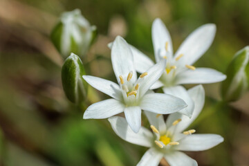 Fototapeta na wymiar 白く可愛い花のオオアマナ