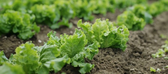 Fresh lettuce growing in fertile farm soil - obrazy, fototapety, plakaty