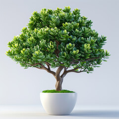 A healthy green succulent tree in a modern white pot, perfect for minimalist spaces.