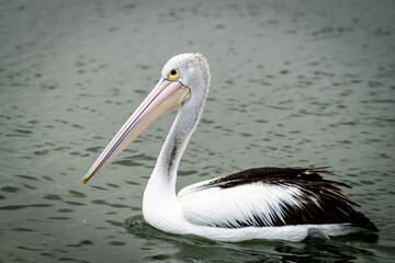 pelican on the beach