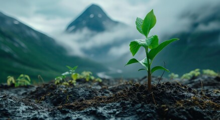 Young plant sprouting in mountainous terrain with misty backdrop