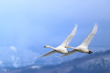Fototapeta na wymiar 飛翔する白鳥