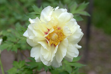 黄冠　ボタンの花