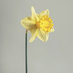 Daffodil isolated on a soft grey background