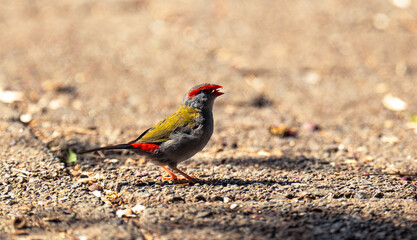 finch on the ground