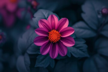 Vibrant Purple Flower with Dark Foliage - obrazy, fototapety, plakaty