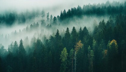 panoramic background of forest covered by fog