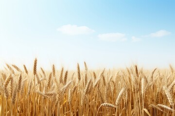 Naklejka premium Wheat field outdoors horizon nature.