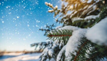 christmas tree branch with white snow christmas fir and pine tree branches covered with snow background of snow and blurred effect gently falling snow flakes against blue