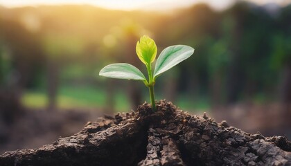 a strong seedling growing in the old center dead tree concept of support building a future focus on new life with seedling growing sprout new life growth future concept wide banner