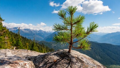 relict pine grows from a rock in the mountains - obrazy, fototapety, plakaty