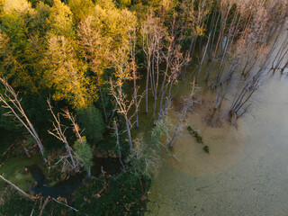 aerial view of the forest and green crowns