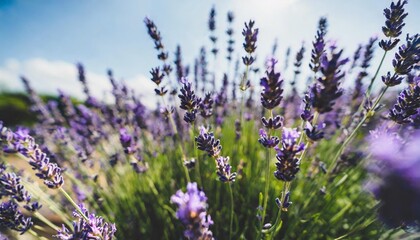 beautiful minimalistic watercolor of purple lavender flowers wallpaper background tranquil aromatherapy generative ai