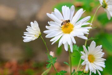 A bee is sitting on a white flower