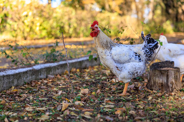 A white and black chicken is standing on pile of leaves