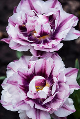 delicate terry tulips decoratively decorate the spring flowerbed