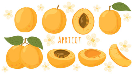 Juicy summer collection of different forms of apricot, whole, slices, with pits, with green leaves, bunch. Fruit flat vector illustration on white background
