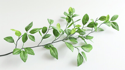 Obraz premium 3D rendering Isolated green plant twigs with leaves on a white backdrop.