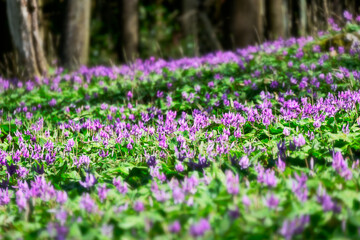 Obraz premium カタクリの花の群生地