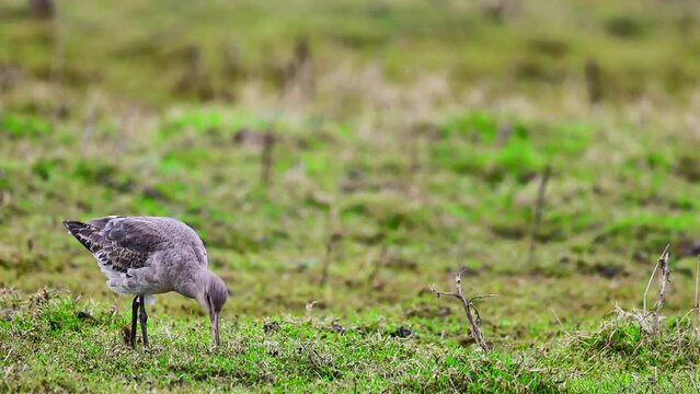 Black-tailed godwit probing its long beak into the soft ground to find food and eat it.
