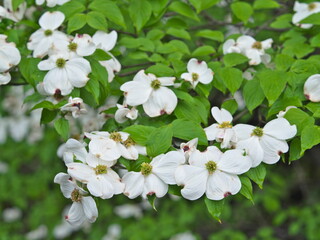 Tokyo, Japan - April 25, 2024: Flowers of flowering dogwood on blue sky background
