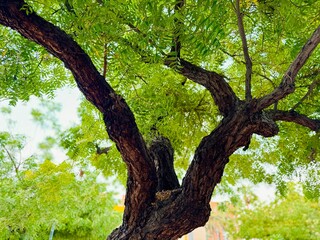 Plants in the garden in 4k resolution