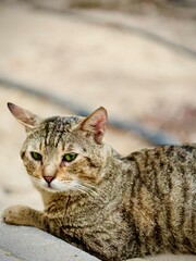 American wirehair cat in the forest