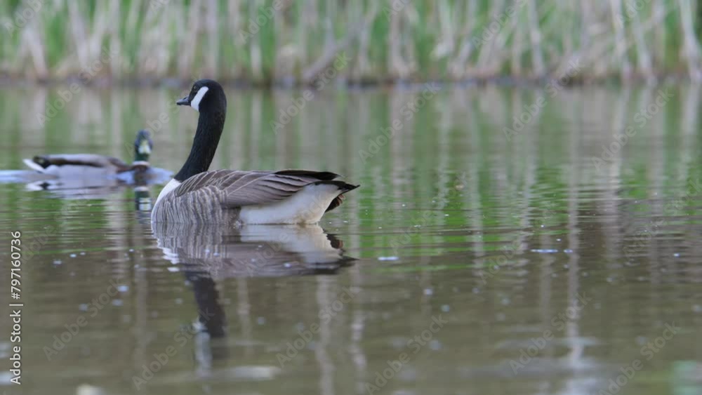 Poster Canada Goose, Branta canadensis, bird at spring time on lake	