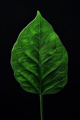 Vibrant Green Leaf Isolated on Black Background