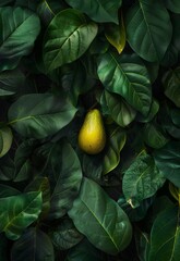 Single ripe avocado amidst lush green leaves