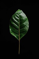 Single green leaf isolated on black background