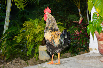 gallo criollo