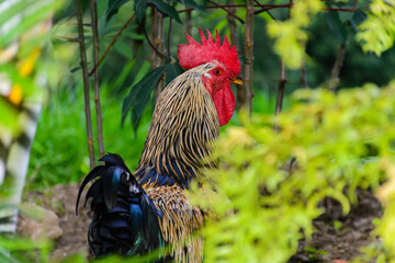 gallo criollo