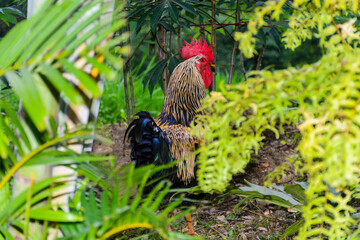 gallo criollo