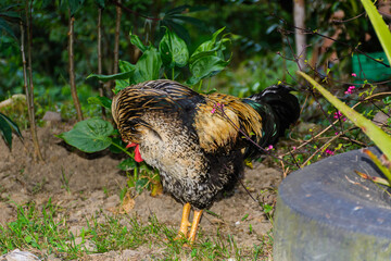 gallo criollo