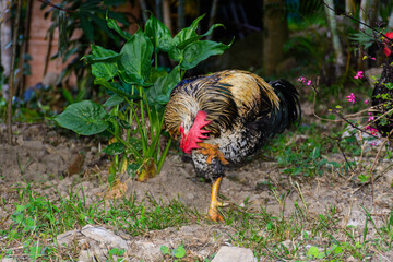 gallo criollo