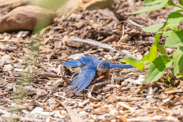 Eastern bluebird bathing in dirt in garden with spread wings
