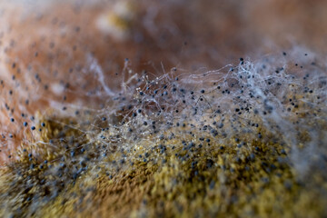 ultra macro photo of fungi conidia and mycelia growth on bread