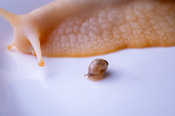 photo of little snail and giant aflican snail