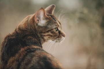 Portrait of Aegean Stray gray cat sitting outdoors in Greece