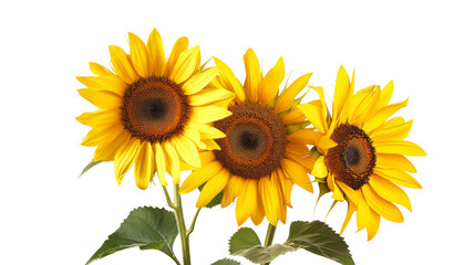 Fototapeta premium Sunflower