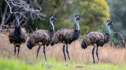 Obraz premium group of emu birds roam freely in the wild habitat. Ai Generated.