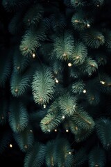 Christmas pine tree, close up photo.