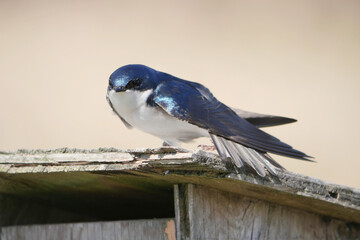 Tree swallow perched on a birdhouse during a spring season at the Pitt River Dike Scenic Point in Pitt Meadows, British Columbia, Canada