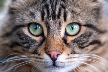 Closeup portrait of a of cat face. Blurry background